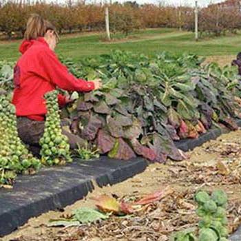 A woman picks vegetables